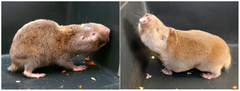 Giant Blind Mole Rat photo 4