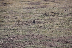 Giant Blind Mole Rat photo 5