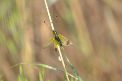 Libelloides ictericus