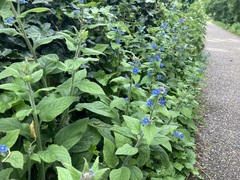 Pentaglottis sempervirens