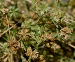 Dactyloctenium radulans