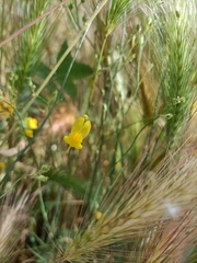 Linaria spartea