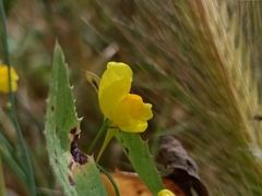Linaria spartea