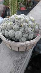 Mammillaria duwei