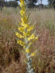 Verbascum pulverulentum