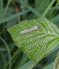 Monostegia abdominalis