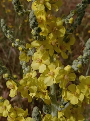 Verbascum pulverulentum