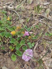 Calystegia soldanella