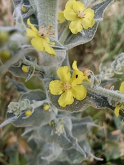 Verbascum pulverulentum