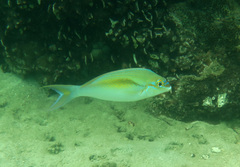 Scolopsis monogramma