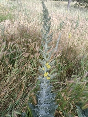 Verbascum pulverulentum