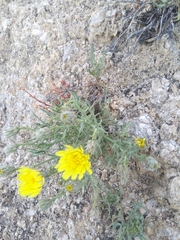 Launaea pumila