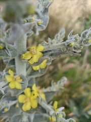Verbascum pulverulentum
