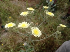 Andryala integrifolia