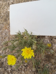 Launaea pumila