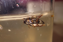 Sternolophus rufipes