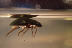 Sternolophus rufipes