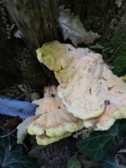 Laetiporus sulphureus