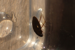 Sternolophus rufipes