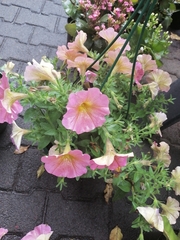 Petunia × atkinsiana
