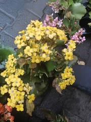Kalanchoe