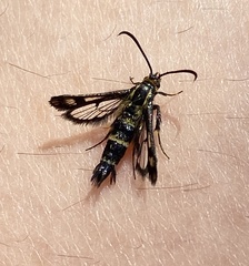 Chamaesphecia empiformis
