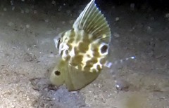 Metavelifer multiradiatus