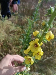 Verbascum virgatum