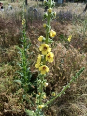 Verbascum virgatum