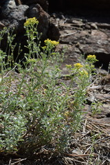 Odontarrhena argentea