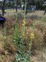Verbascum virgatum