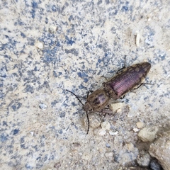 Actenicerus infirmus