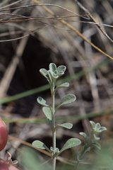 Odontarrhena argentea