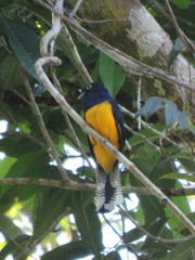 Trogon ramonianus