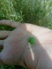 Medicago orbicularis