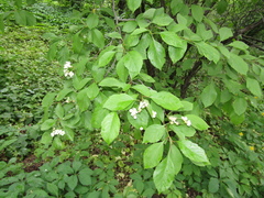 Crataegus nitida