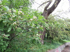 Crataegus nitida