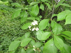 Crataegus nitida