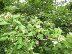 Crataegus nitida