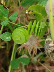 Medicago orbicularis