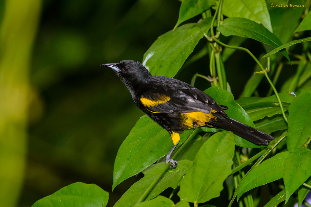 Cuban Oriole photo