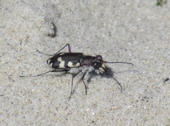 Cicindela maritima