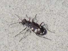 Cicindela maritima