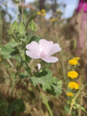 Malva hispanica