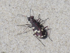 Cicindela maritima