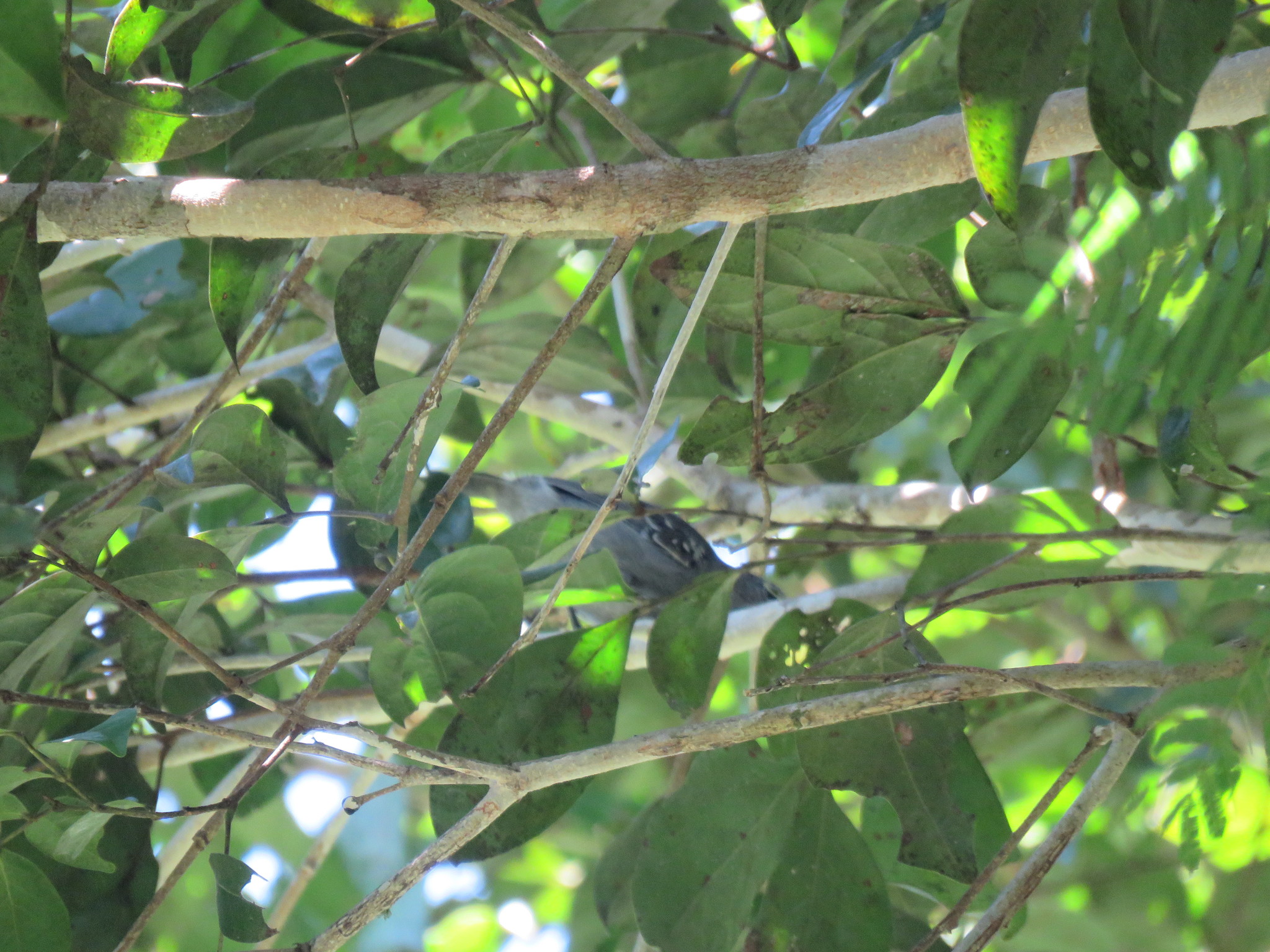 Long-winged Antwren (Myrmotherula longipennis), photo 3