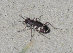 Cicindela maritima