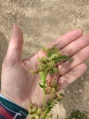 Biserrula