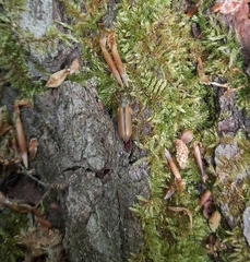 Cortodera humeralis