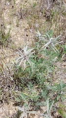 Tephrosia virginiana
